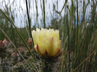 Elegant cactus dahlias with spiky petals catching morning light