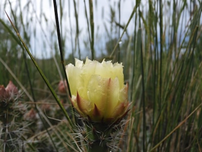 Elegant cactus dahlias with spiky petals catching morning light