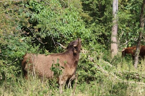 A brown, long-haired cow with large curved horns stands in a lush, green forest. The area is densely packed with trees and undergrowth, creating a natural and wild setting. Another cow can be partially seen in the background through the trees.