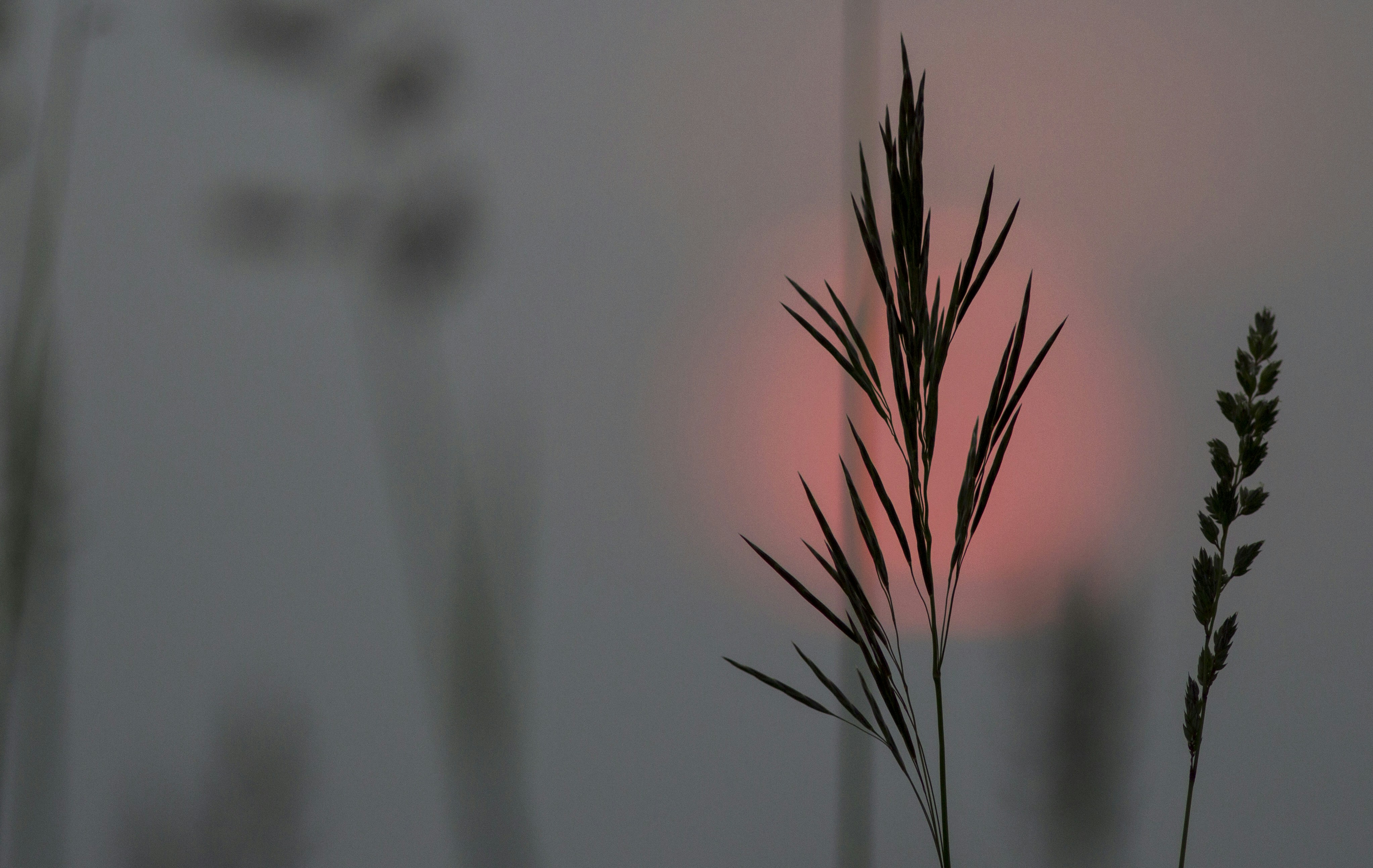 A close up of a plant with the sun in the background photo – Free ...