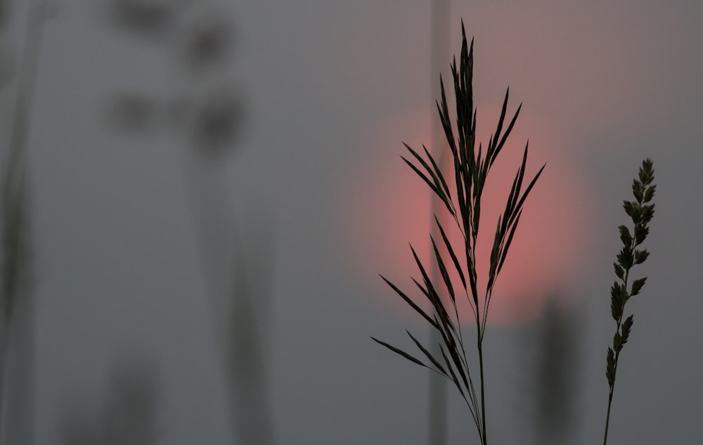 a close up of a plant with the sun in the background