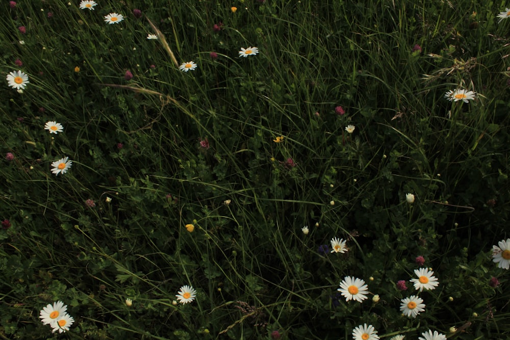 a bunch of daisies are growing in a field