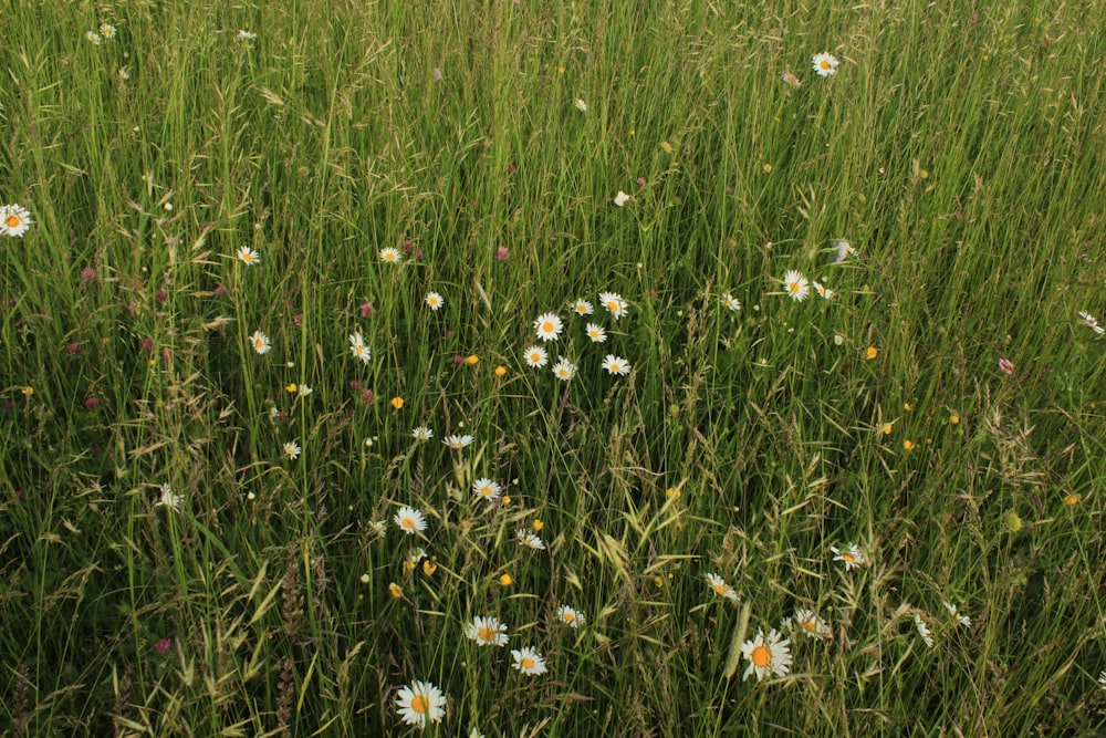 a field full of tall grass and flowers