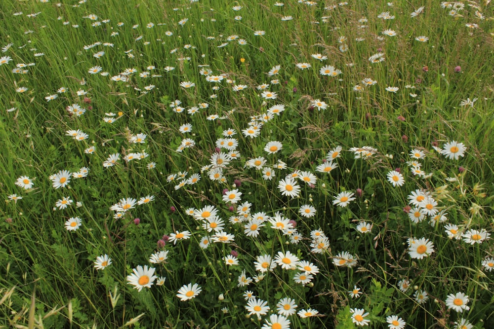 a field full of white daisies and green grass