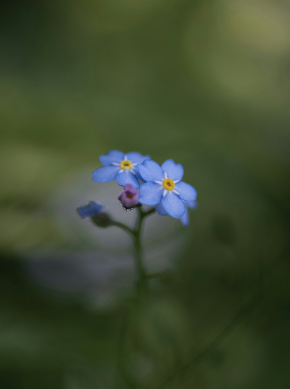 a small blue flower with a yellow center