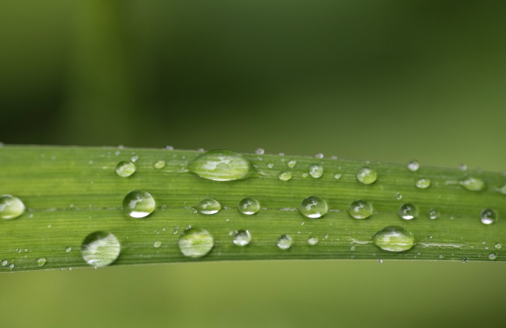 a green leaf with drops of water on it