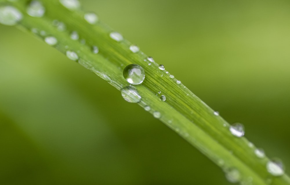 a close up of a green leaf with drops of water on it