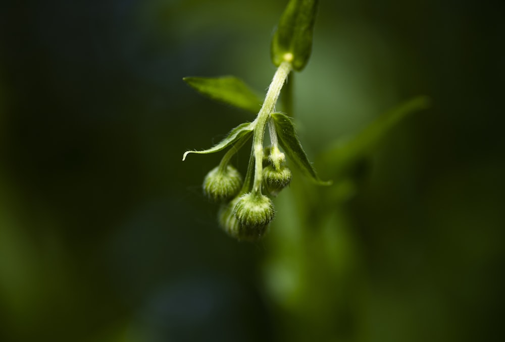 a close up of a flower bud on a plant