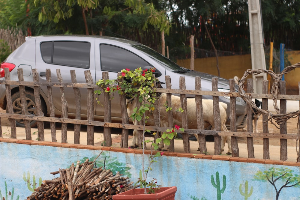 a car parked behind a wooden fence with flowers growing on it
