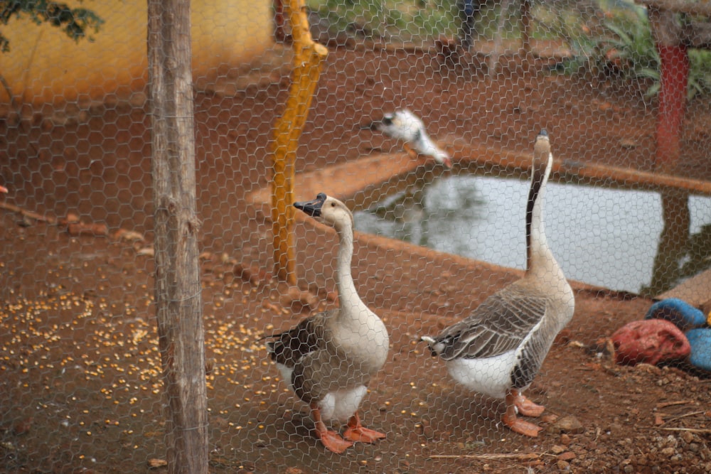 a couple of geese standing next to each other