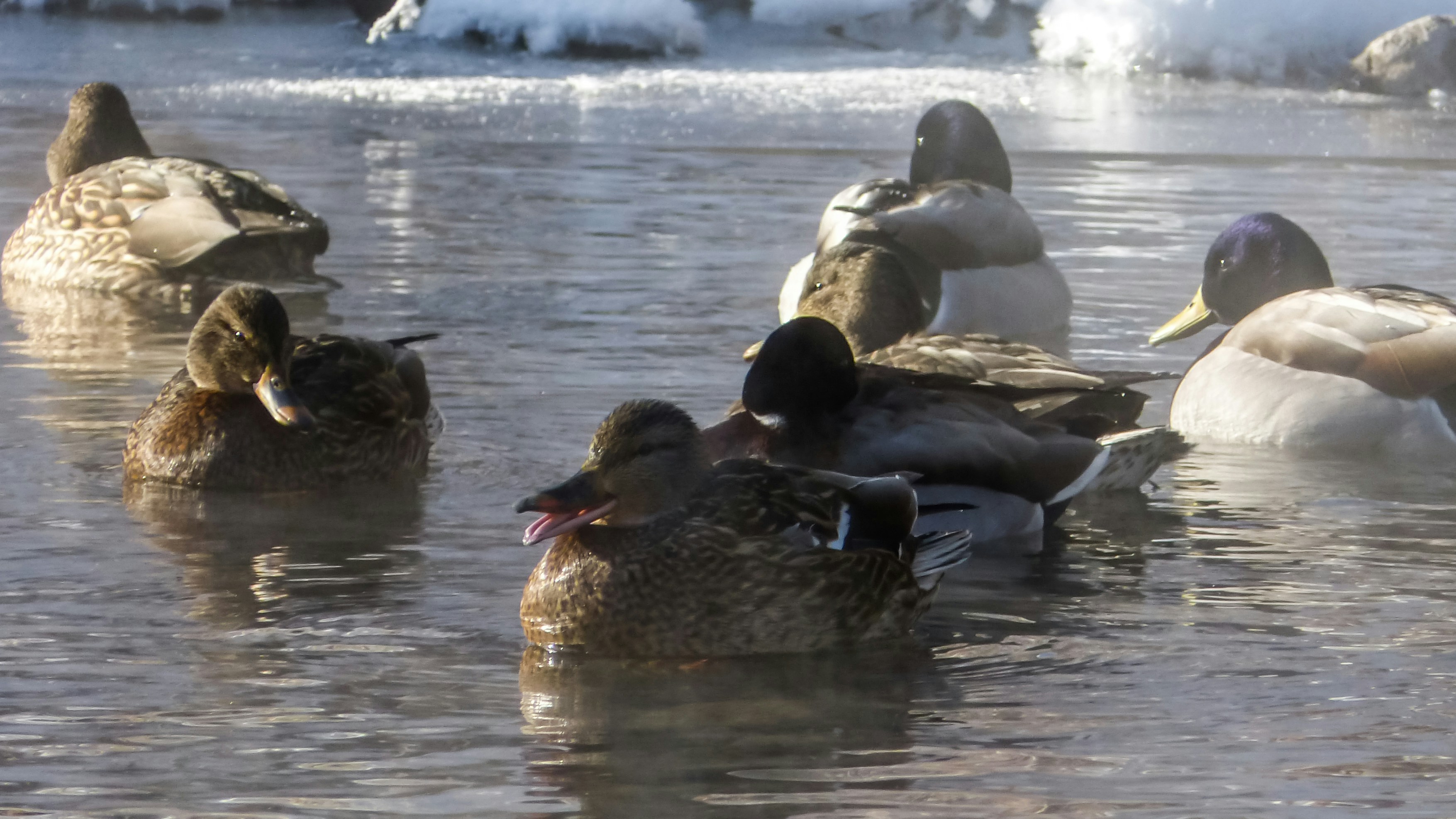 Why Do Female Ducks Quack So Loud? (Truth REVEALED!) 2023 »