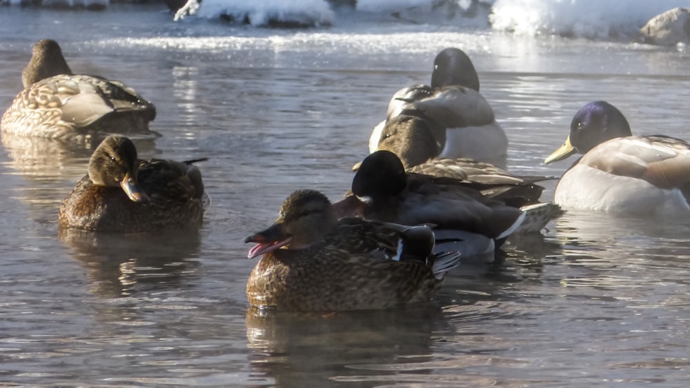 a group of ducks floating on top of a body of water