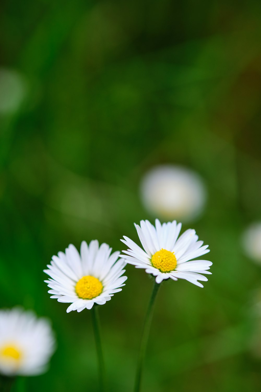 a couple of white flowers sitting on top of a lush green field