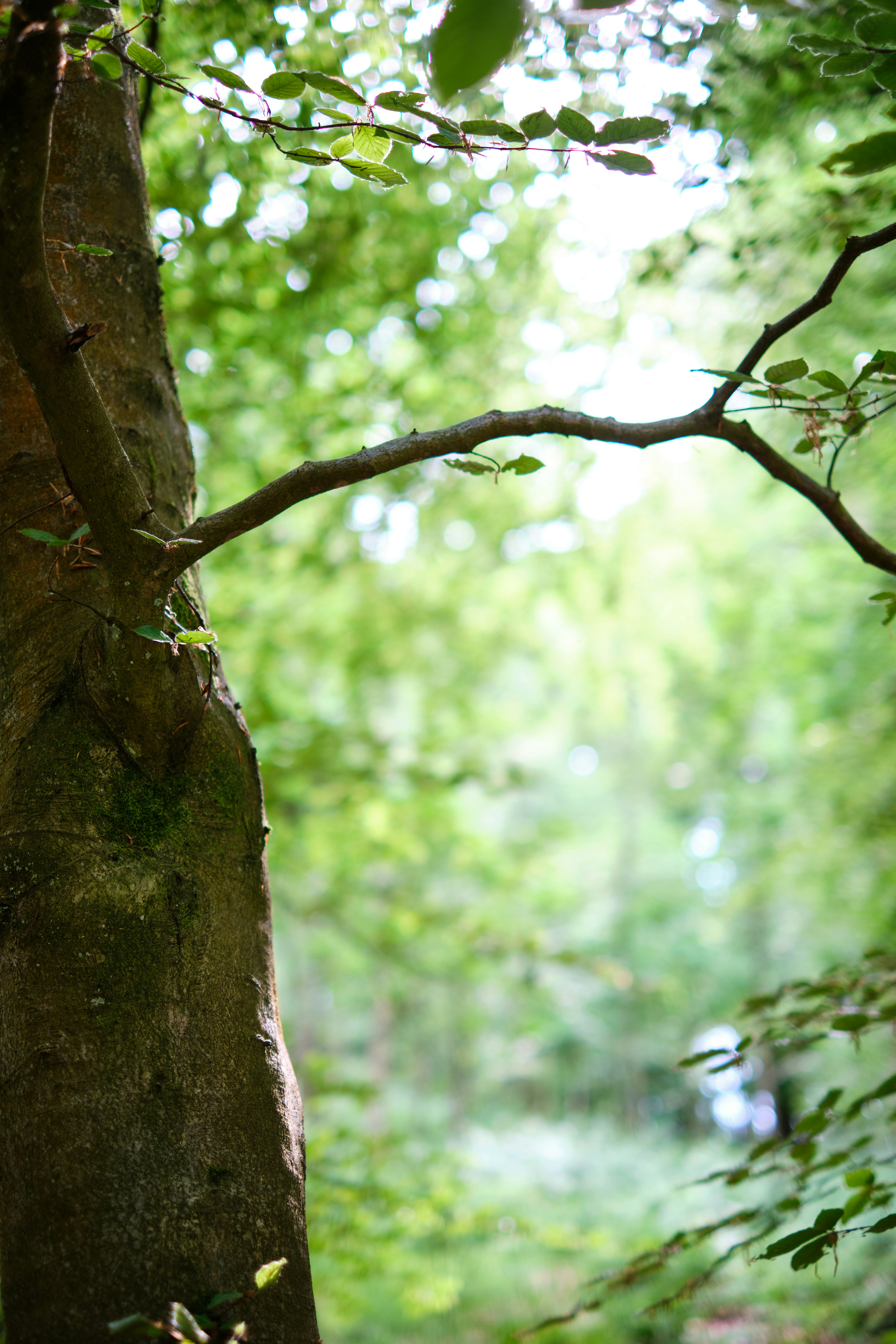 Photo by frostroomhead