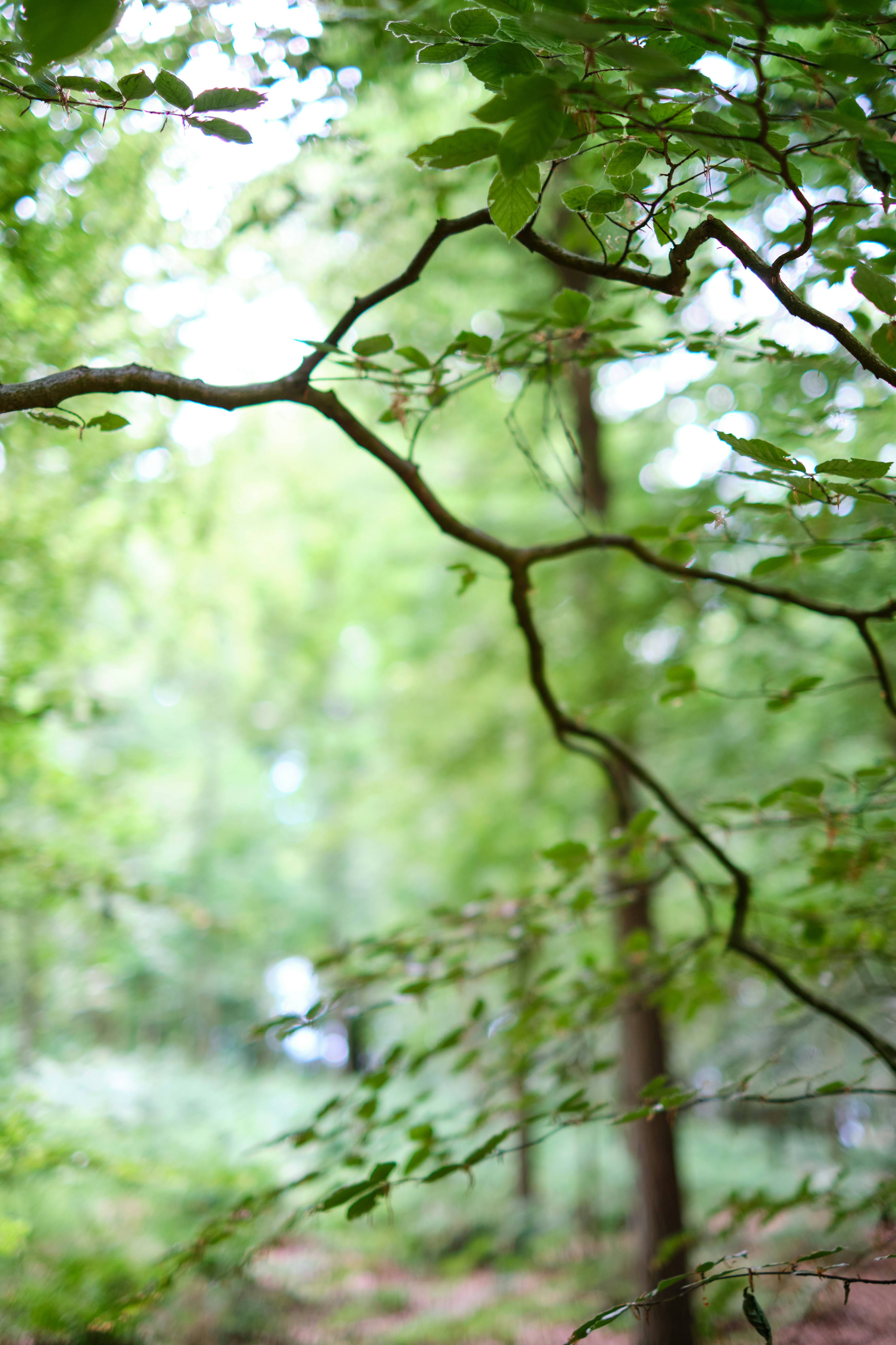 Photo by frostroomhead