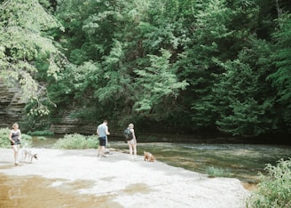 A group of dogs happily exploring a natural riverbank within the facility.