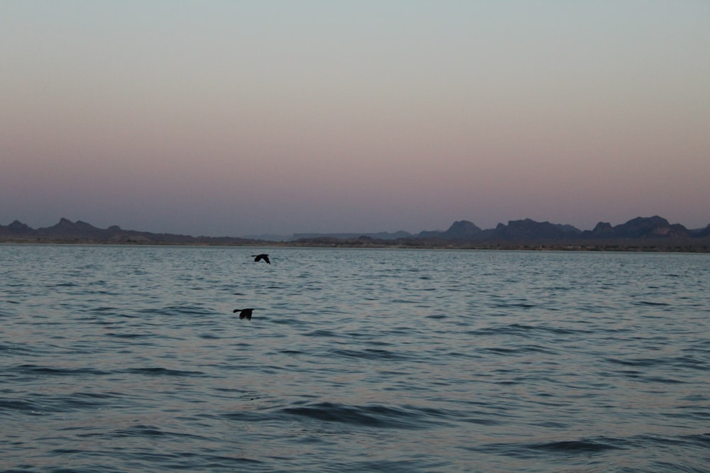 a large body of water with a bird flying over it
