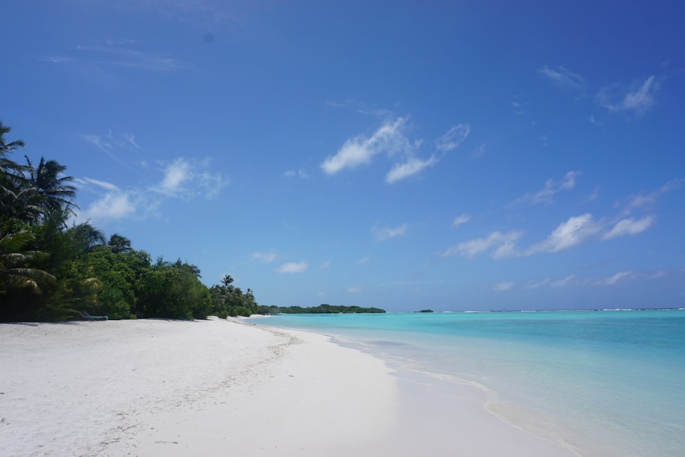 a white sandy beach with palm trees and blue water