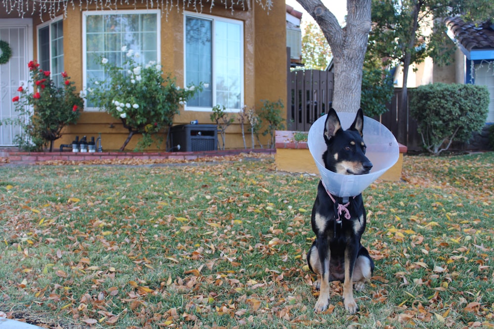 a dog sitting in the grass with a frisbee in its mouth