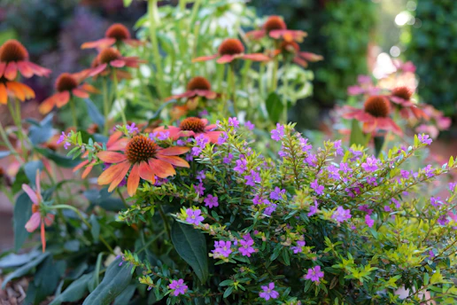 a bunch of flowers that are in a garden