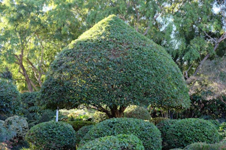 A young native Hawaiian tree growing in a garden setting, its broad leaves casting gentle shadows on rich soil.