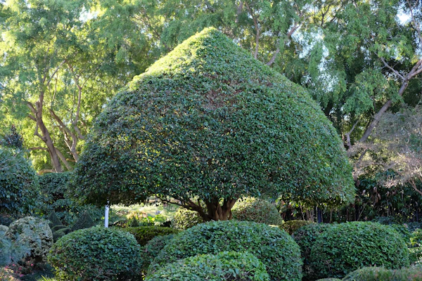 A young native Hawaiian tree growing in a garden setting, its broad leaves casting gentle shadows on rich soil.