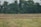 A serene, expansive field with rows of crops stretches toward a dense line of tall, lush trees. A deer is grazing calmly in the middle distance, blending with the landscape.