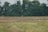 A serene, expansive field with rows of crops stretches toward a dense line of tall, lush trees. A deer is grazing calmly in the middle distance, blending with the landscape.