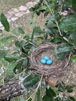 A serene scene of a bird's nest with eggs in a tree.