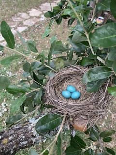 A serene scene of a bird's nest with eggs in a tree.
