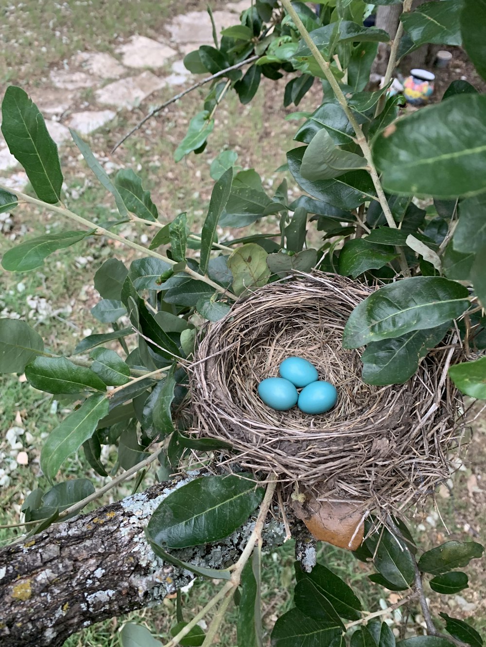 a bird nest with three eggs in it