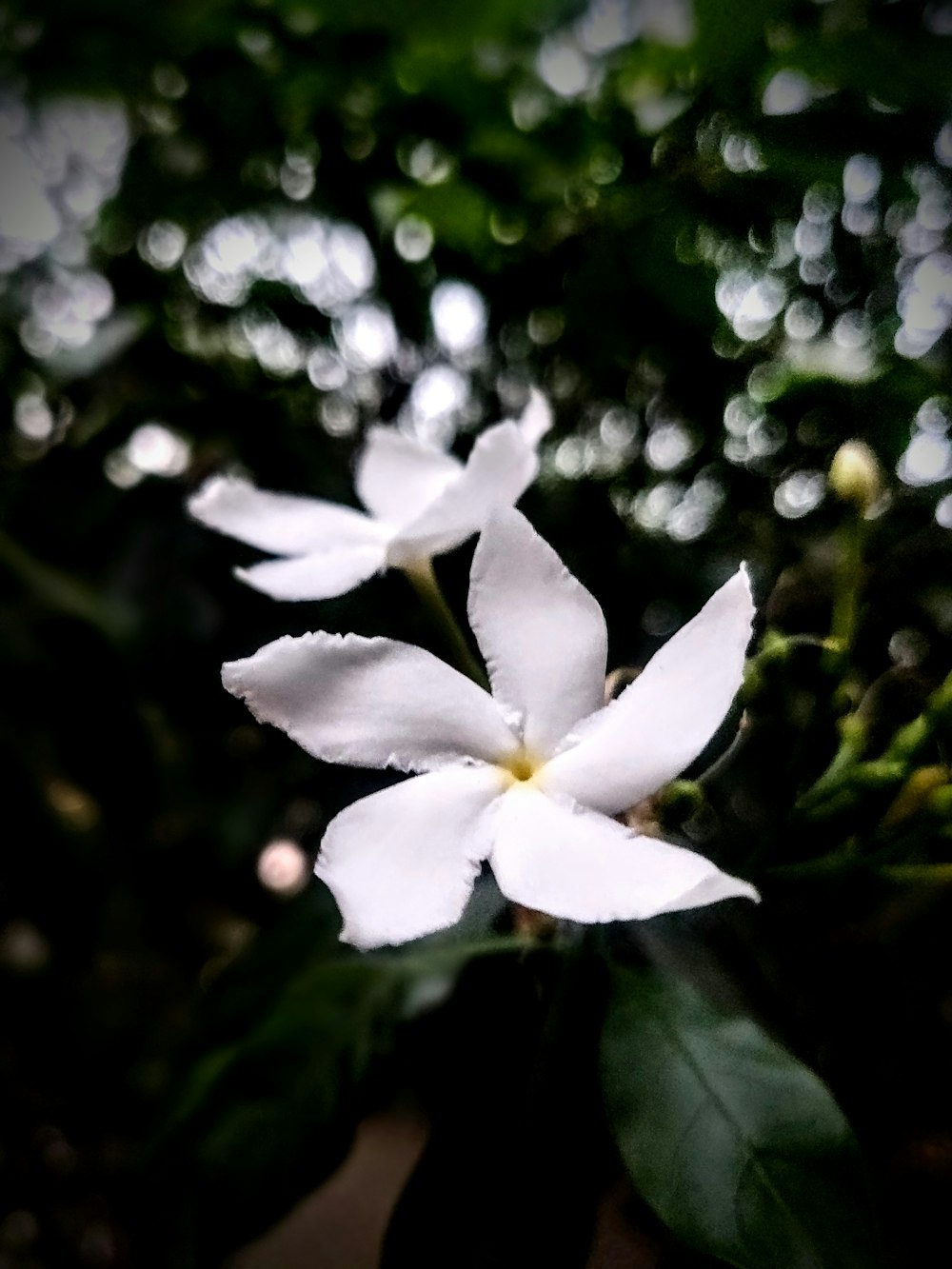 a white flower with green leaves in the background