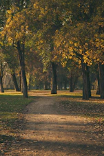 A sunlit path winding through a serene forest in early autumn.