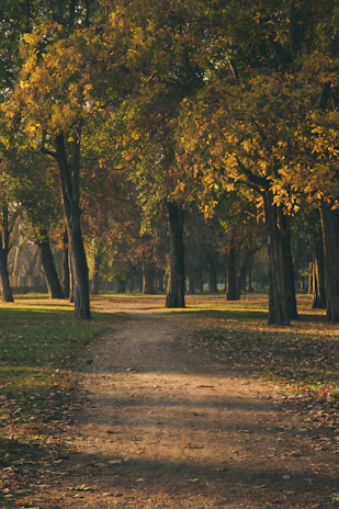 A sunlit path winding through a serene forest in early autumn.