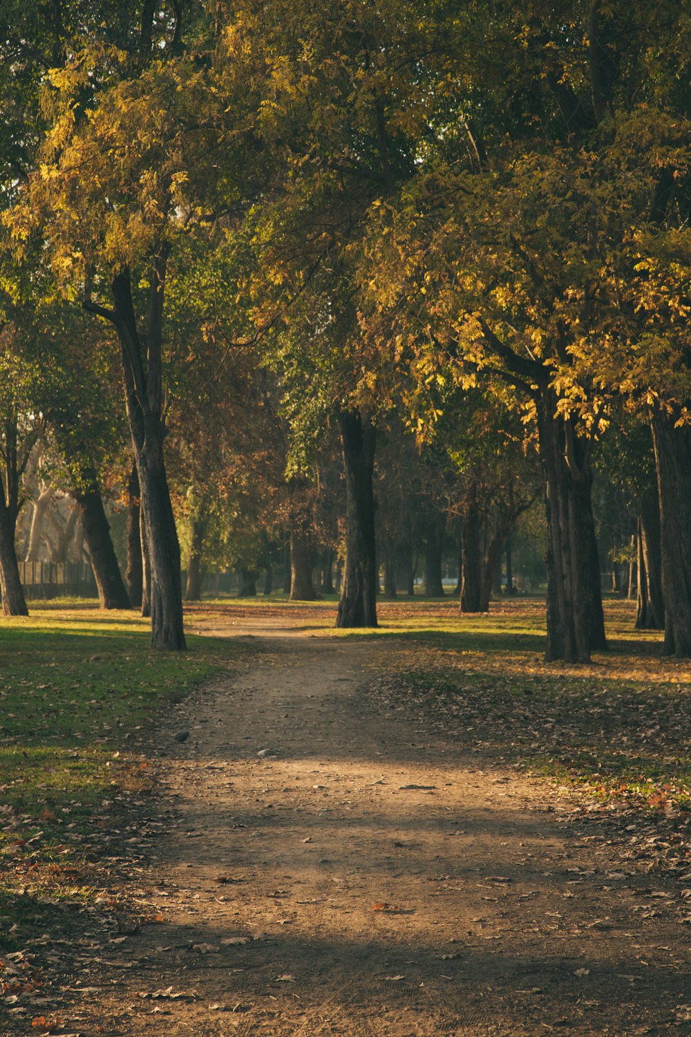 a dirt path in a park with lots of trees