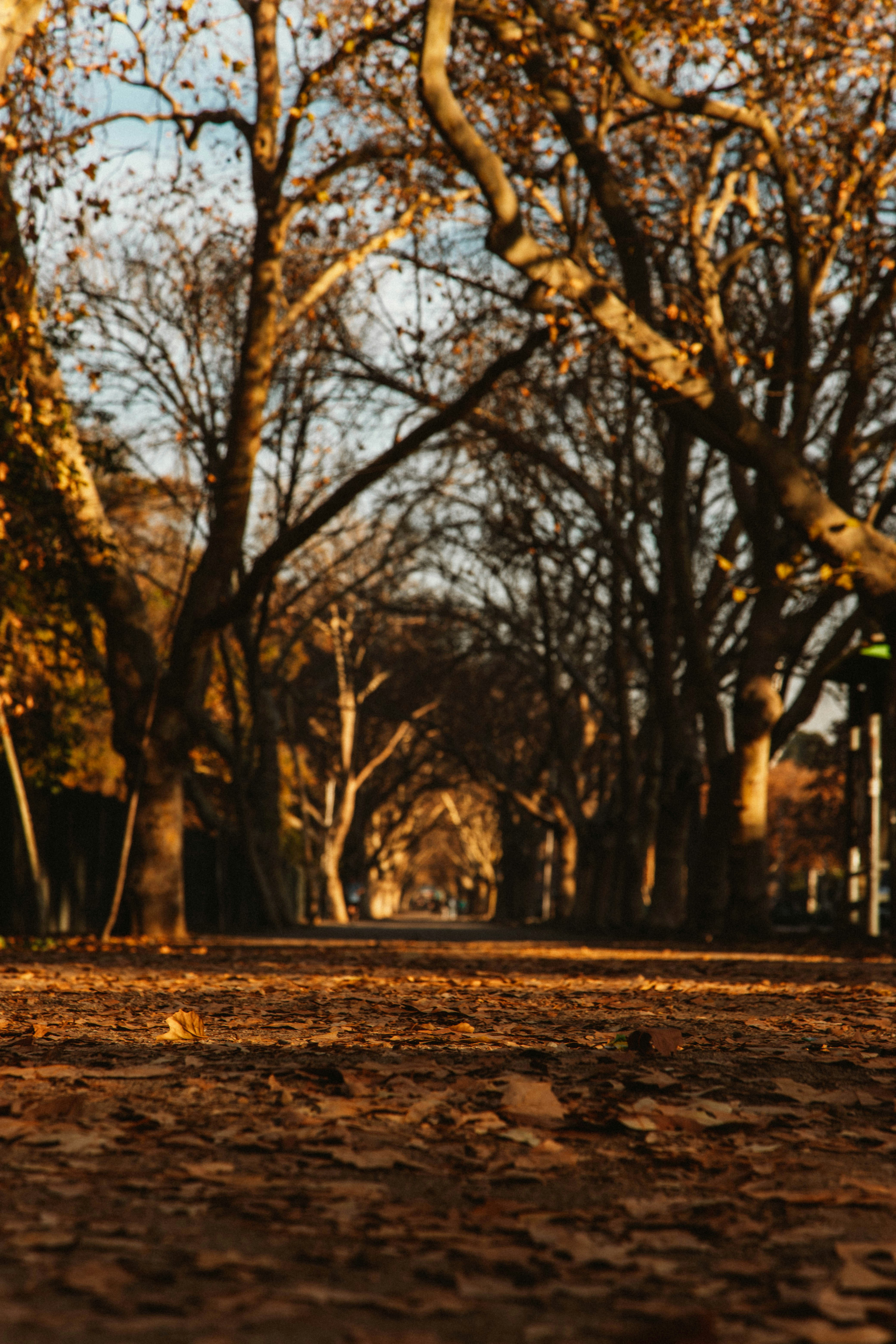 a park bench sitting in the middle of a park