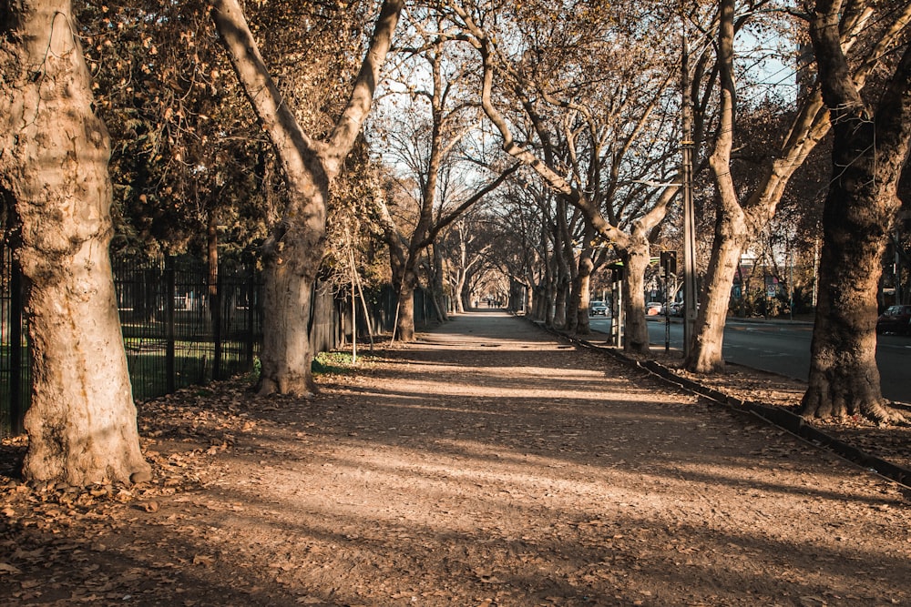 a tree lined street in a park with cars parked on the side of the road