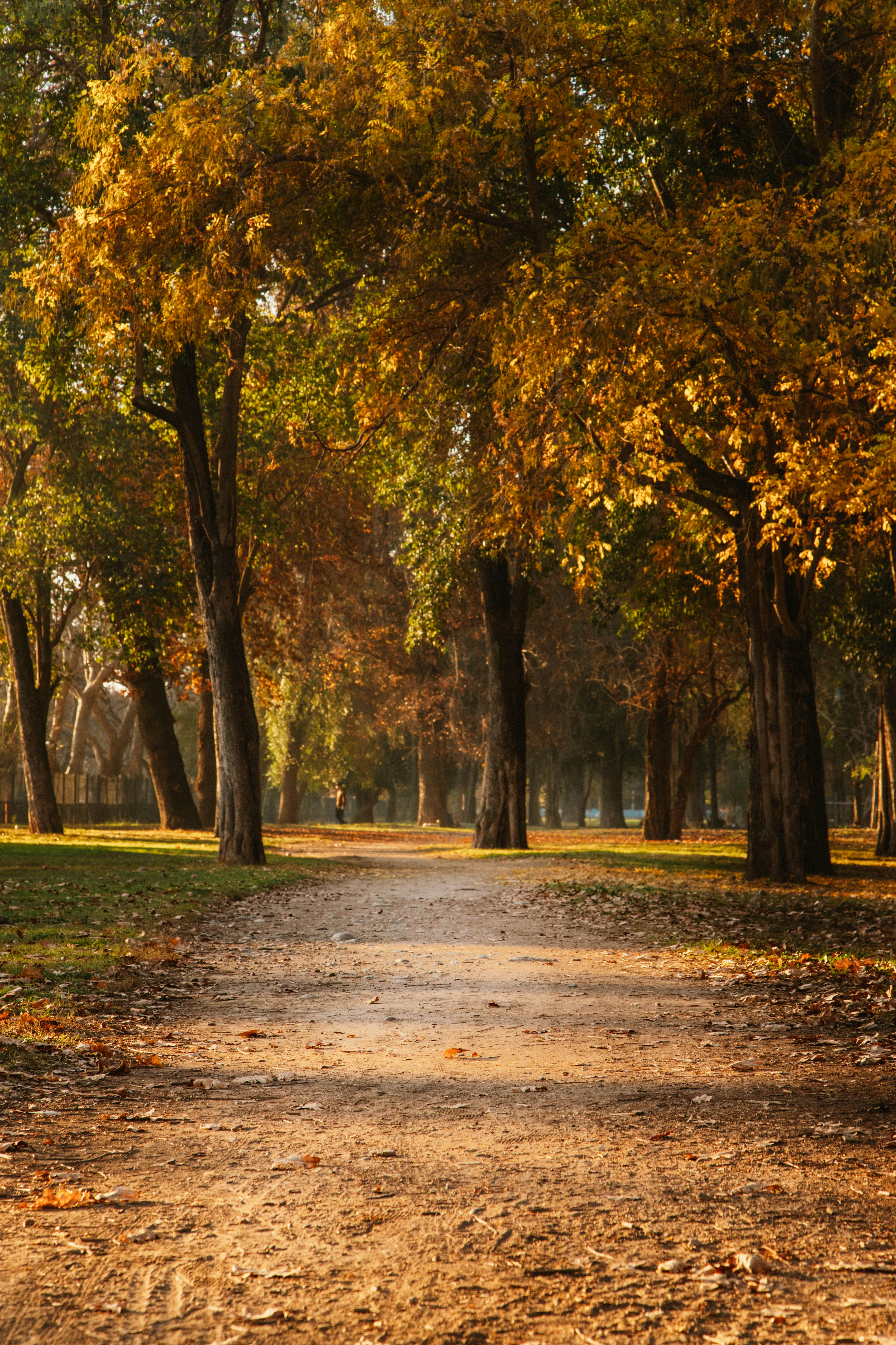 a dirt road surrounded by trees in a park