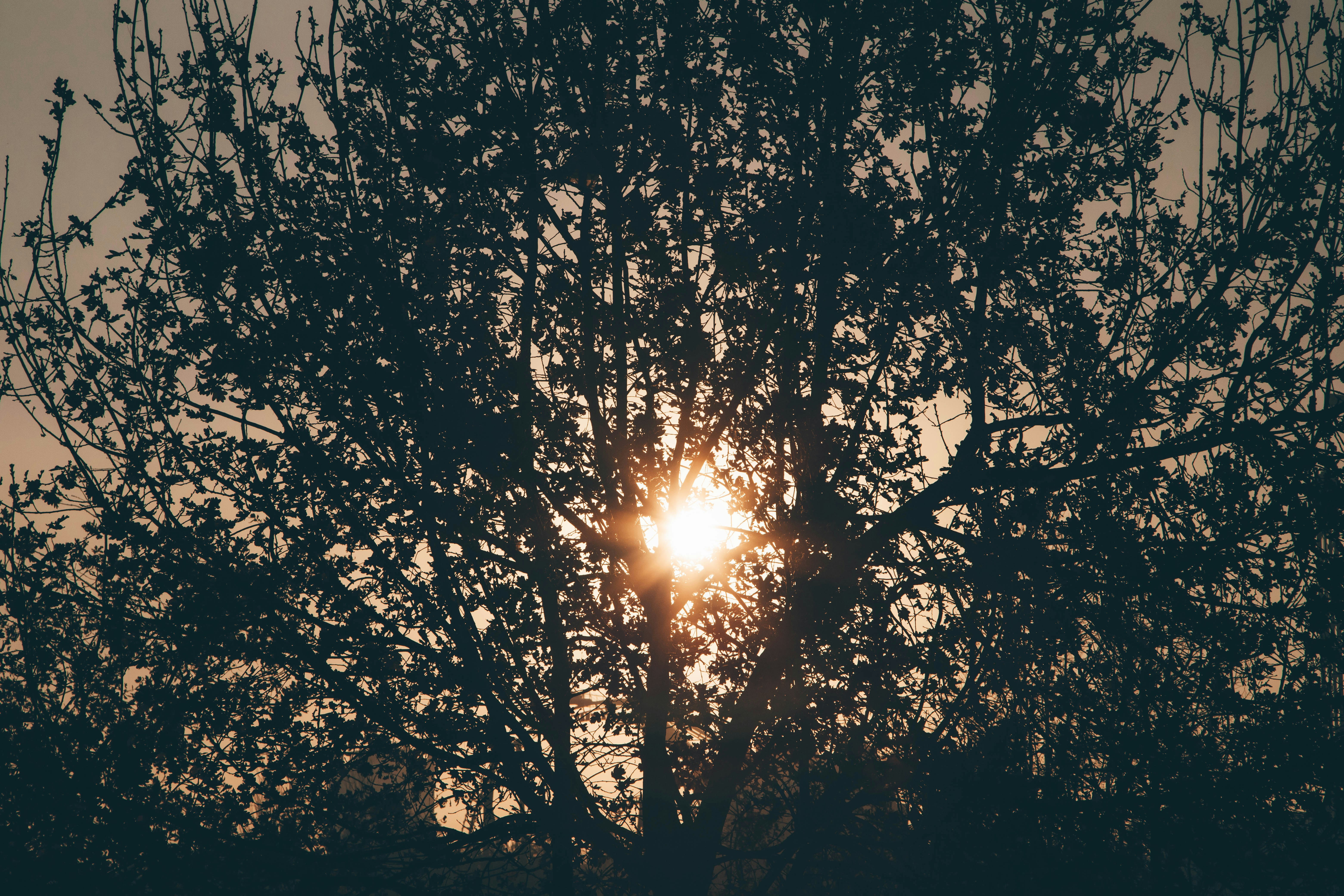 the sun shines through the branches of a tree