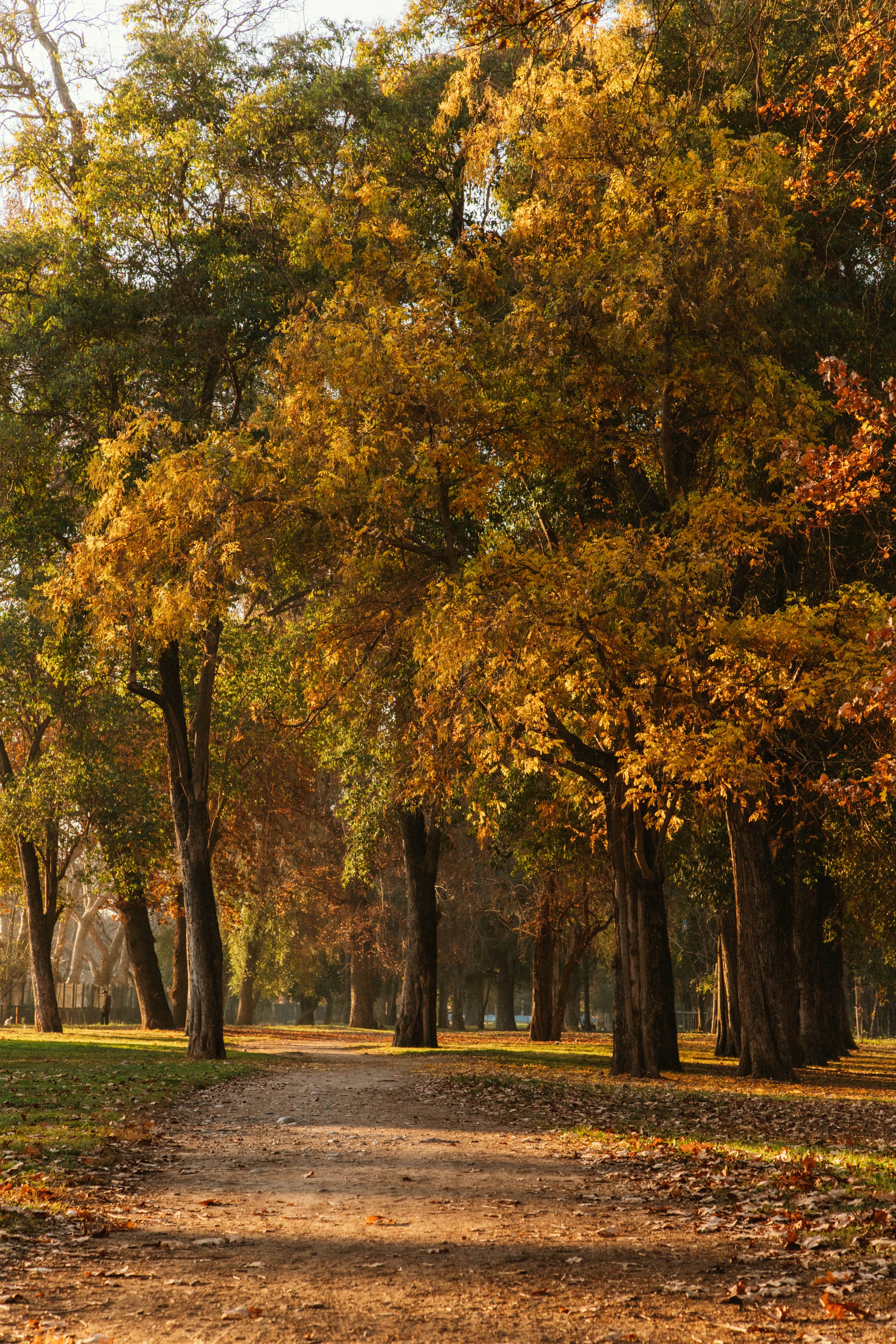 a dirt road surrounded by trees in a park
