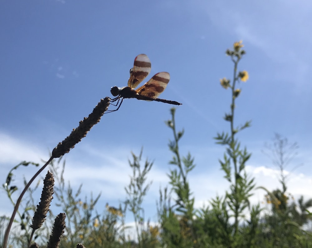 a close up of a plant with a sky in the background