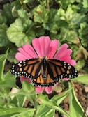 A monarch butterfly with striking black and orange patterns is perched on a vibrant pink flower. The background consists of lush green leaves adding to the natural setting.