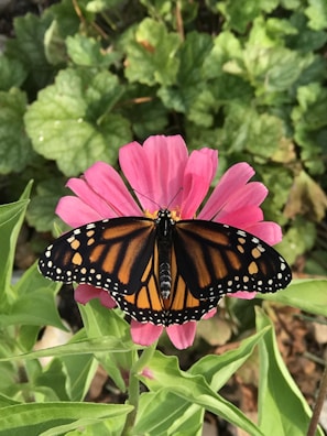 A monarch butterfly with striking black and orange patterns is perched on a vibrant pink flower. The background consists of lush green leaves adding to the natural setting.