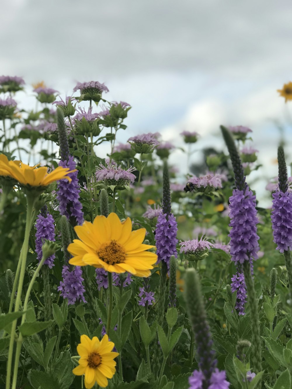 a field full of purple and yellow flowers