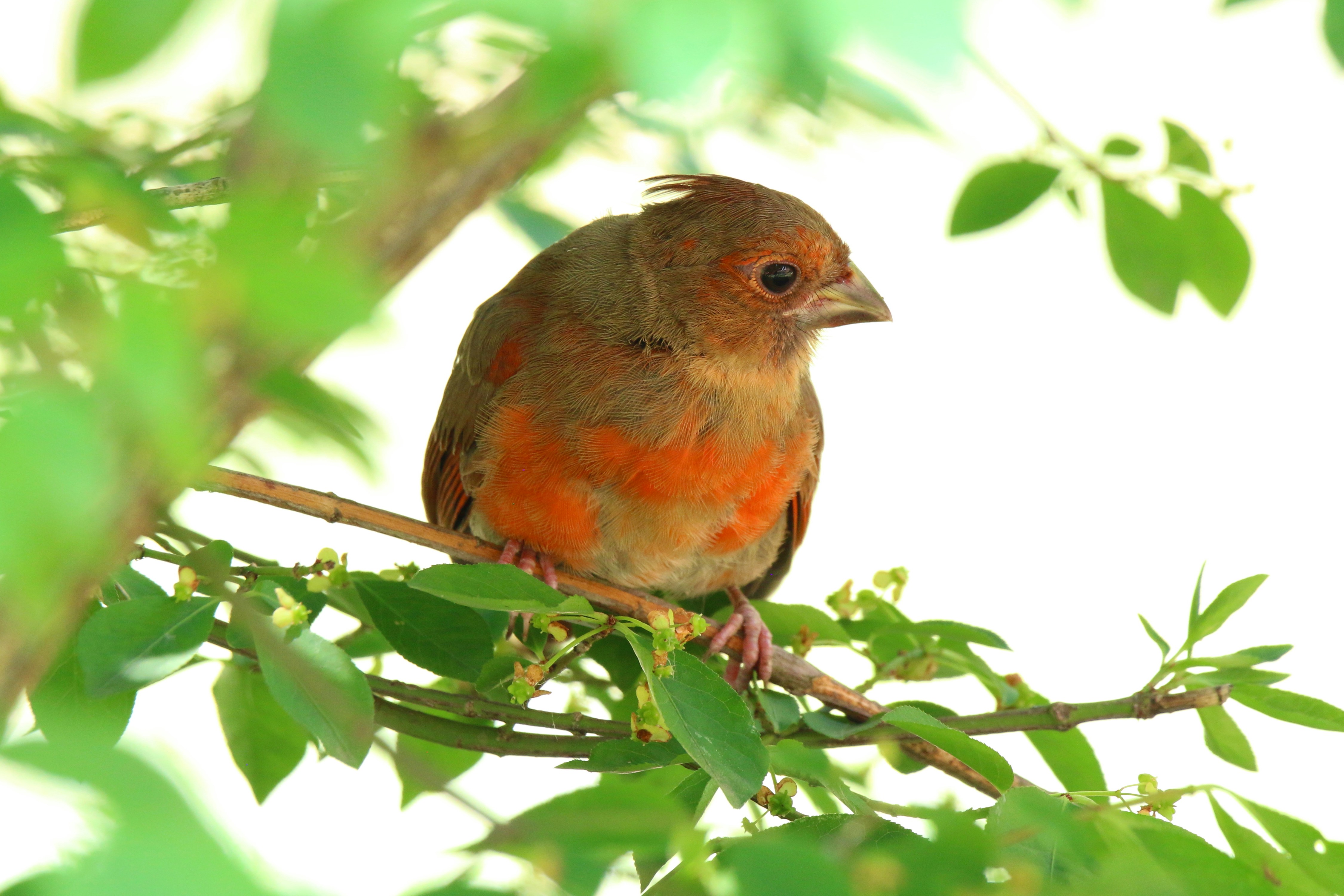 Photo by goldenplover31