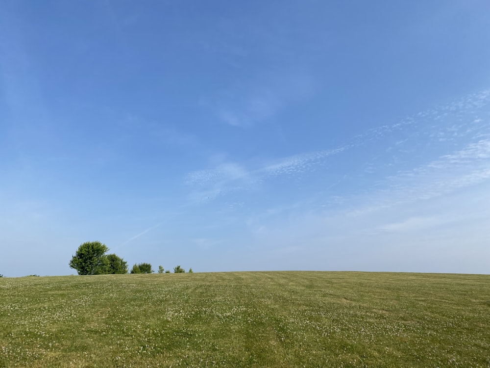 a large grassy field with trees in the distance