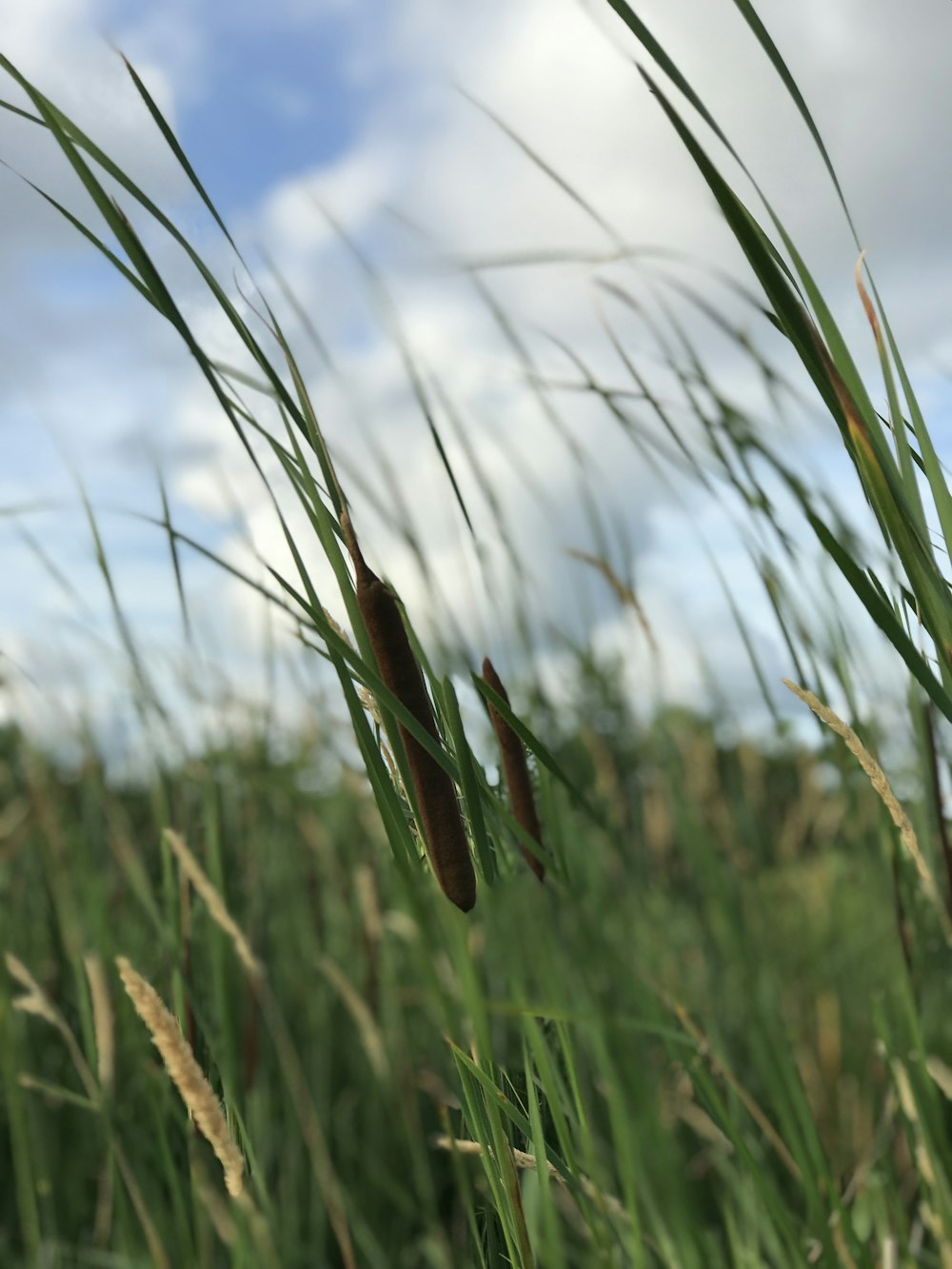 a field of tall green grass under a cloudy blue sky