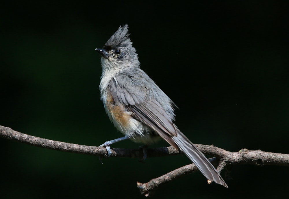 a small bird perched on a tree branch