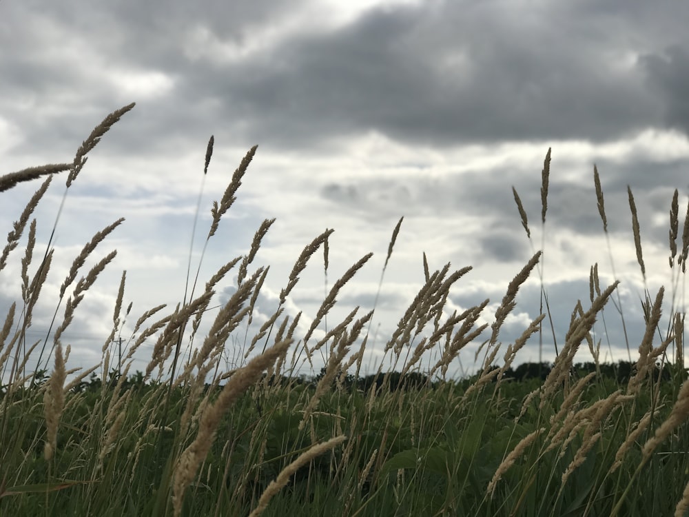 a field of tall grass under a cloudy sky