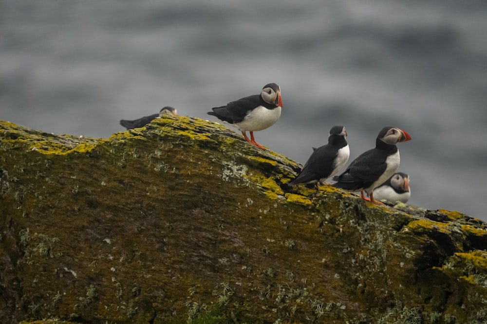 a group of birds sitting on top of a moss covered rock